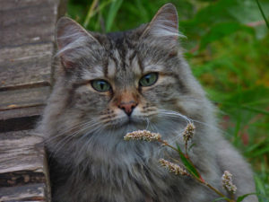 norwegian-forest-cat-1711_1920