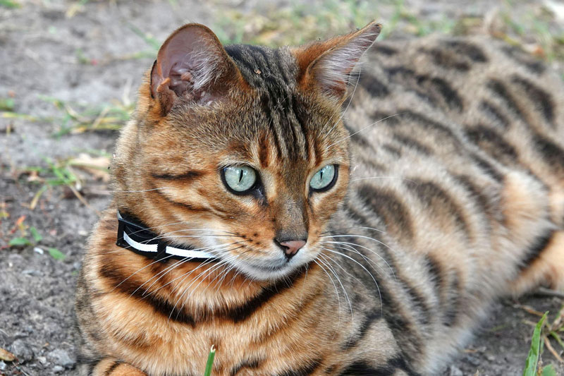 bengal